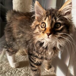 Meet your Posher, Miaa